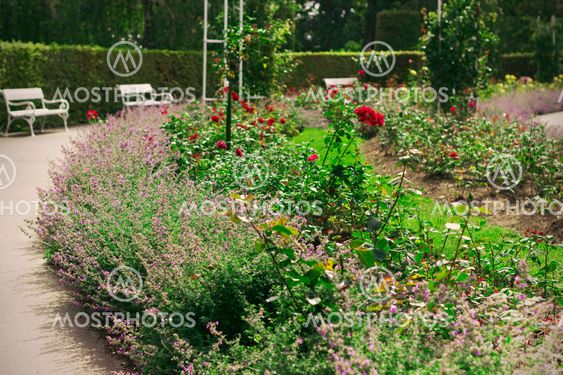 Summer view of a garden