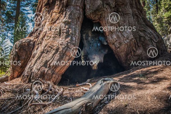 big Sequoia root