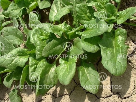 spinach