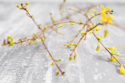 Yellow forsythia suspensa spring. Flowers bloom from buds...