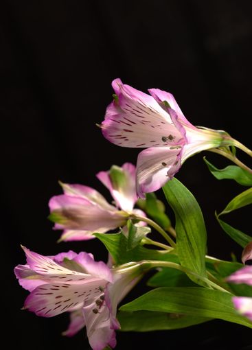 Ecology, spring and still life with flowers on black...