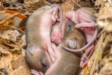 Brood of newborn mice cuddling to each other