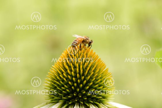 bee on a head of echinecea flower