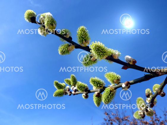 Pussy willow
