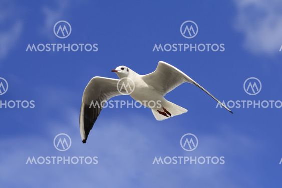 White Bird