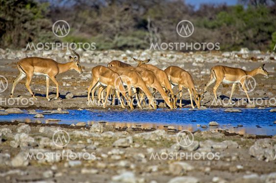 blackfaced impala drinking water in etosha national park