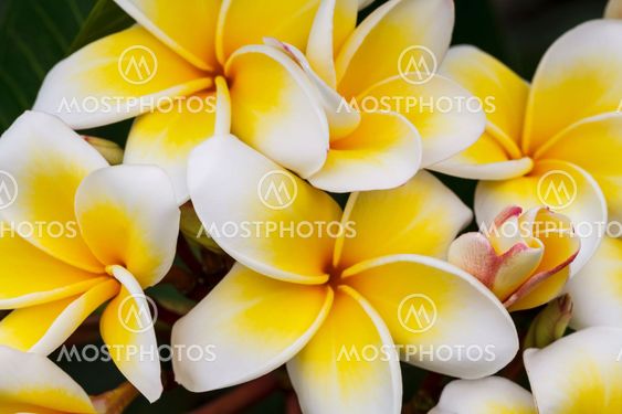 Branch of tropical flowers frangipani (plumeria), Thailand