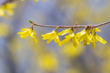 Forsythia. Blooming forsythia bush. Yellow flower on a...