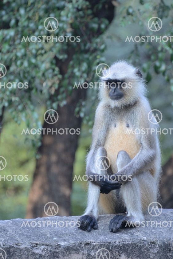 Mournful Langur Monkey