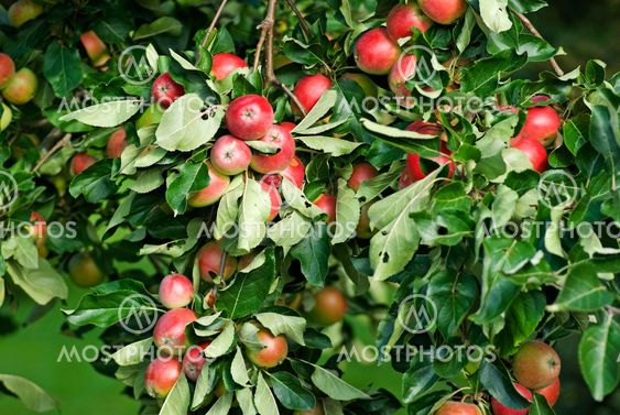 Apple tree