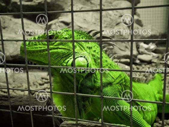 iguana