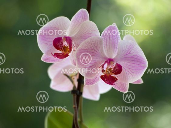 pink orchids