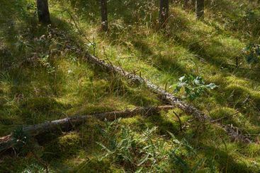 Woods, floor and landscape with grass, outdoor sunlight...