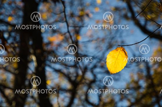 One beech leaf at a twig