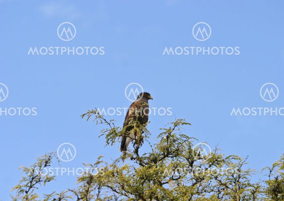 Harris Hawk