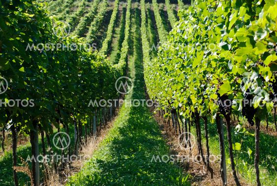 Green vineyards