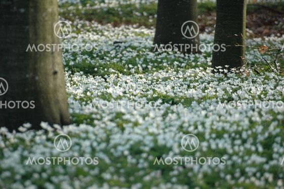 Anemone nemorosa