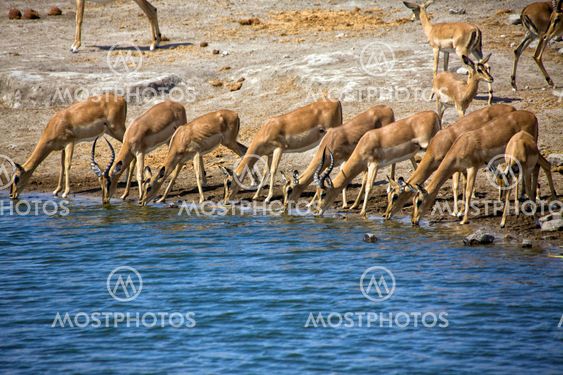 a group of blackfaced impala drinking water at etosha national park
