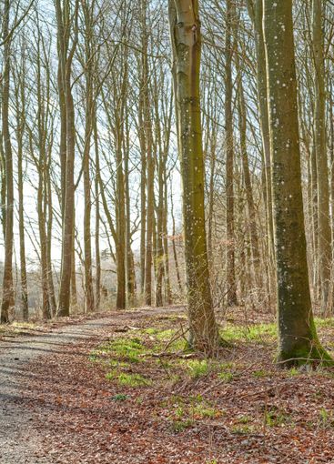 Outdoor, trail and path with woods for adventure,...