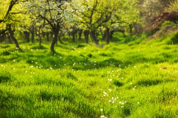Blossoming orchard in spring sunlight with vibrant green...