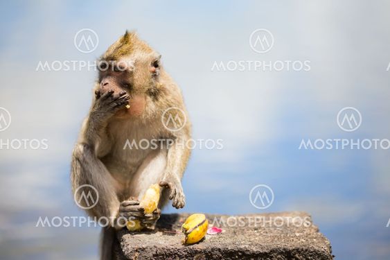 Wild Monkey