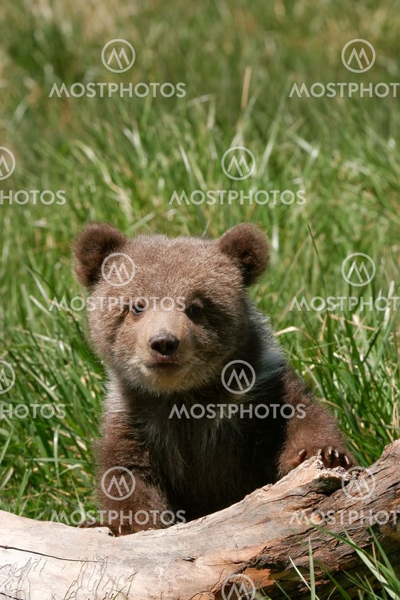 Grizzly bear cub sitting on the log