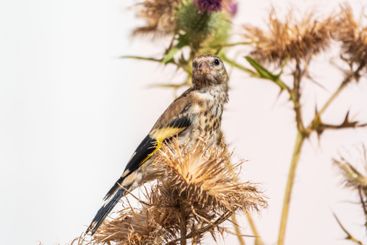 European goldfinch with juvenile plumage, feeding on the...