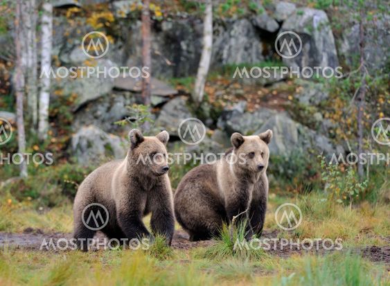 Brown bears in the autumn
