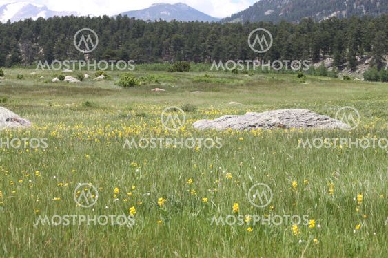 Moraine Park Meadow