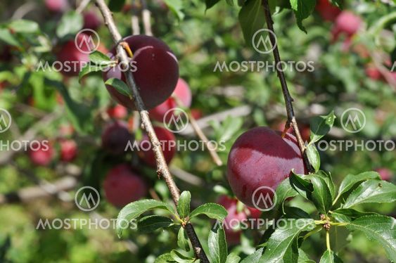 Cherry plum