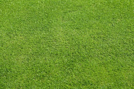 green lawn