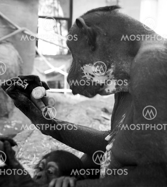 Two chimpanzees - black and white