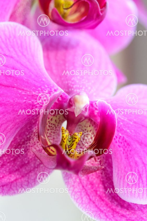 Pink orchid flowers