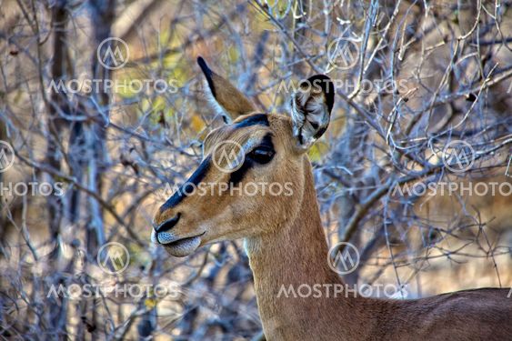 black-faced Impala close-up in etosha national park