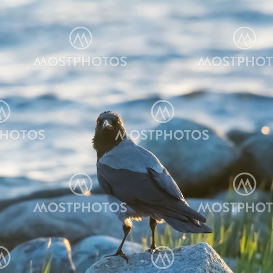 Kråka tittar från sin sten på stranden