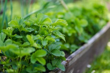 Cultivating strawberries in summer season. Growing own...