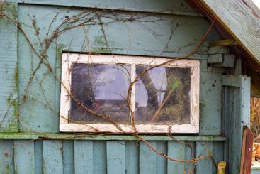Dirt, damage or window with branches or moss of...