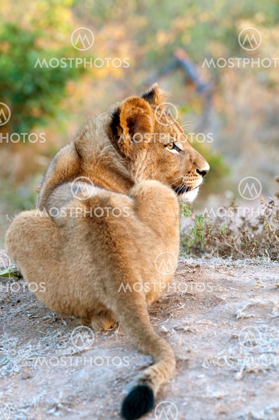 Lion - Löwe