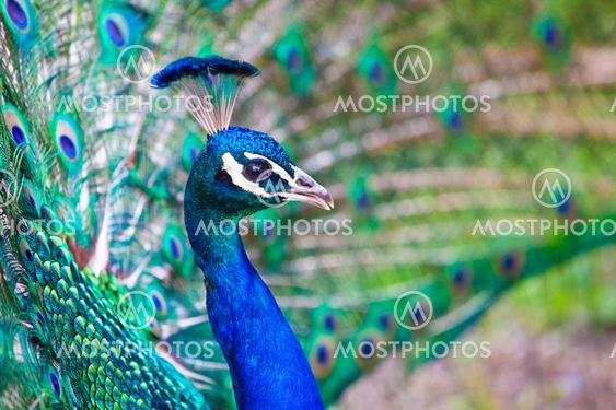 Beautiful peacock