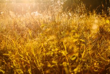 Tranquil autumn nature background in a sunset light.