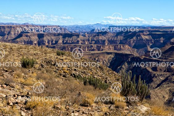 a cactus in front of the fish river canyon south namibia africa