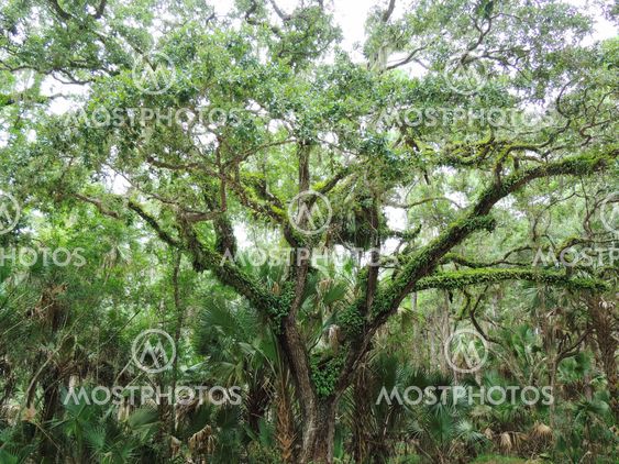 Live Oak Tree