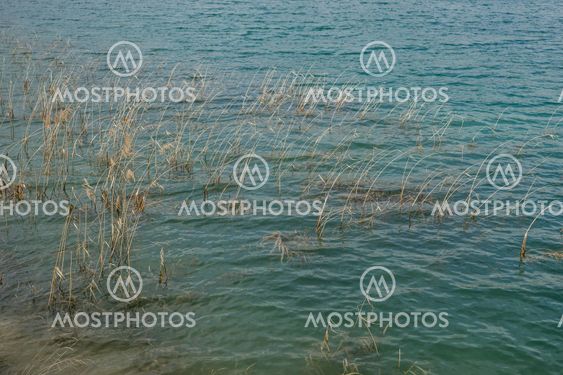 The grass that grows in the blue green water of the lakes...