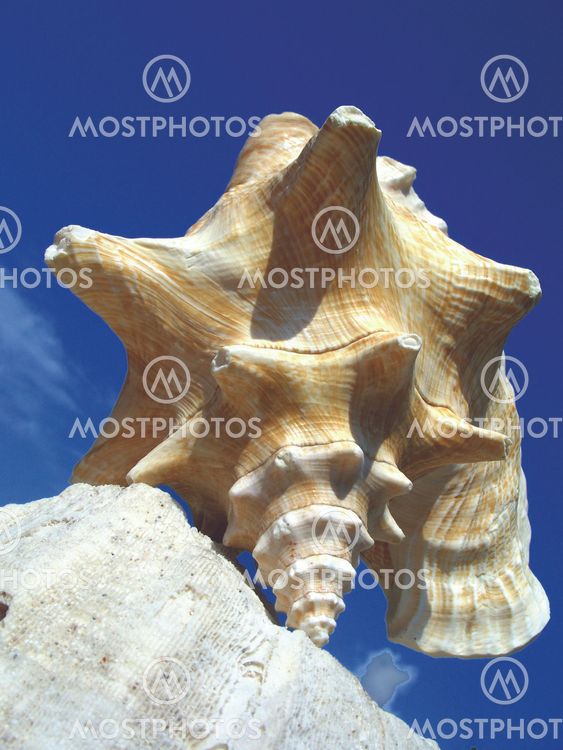 Caribbean seashell