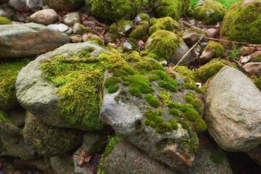 Rocks, moss and dry river with fungal growth for...