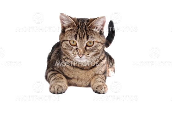 Laying Tabby Cat