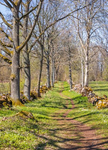 Path with stone walls and trees on a beautiful sunny...