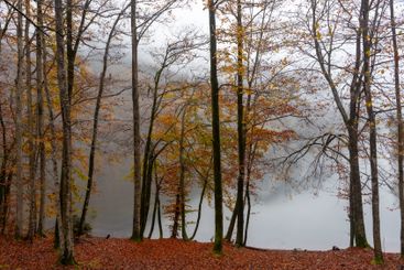 Vibrant autumn yellow leaves clinging to branches....