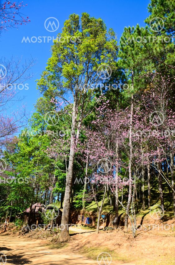 forest