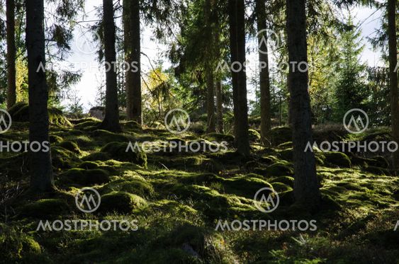 Backlit mossy forest ground